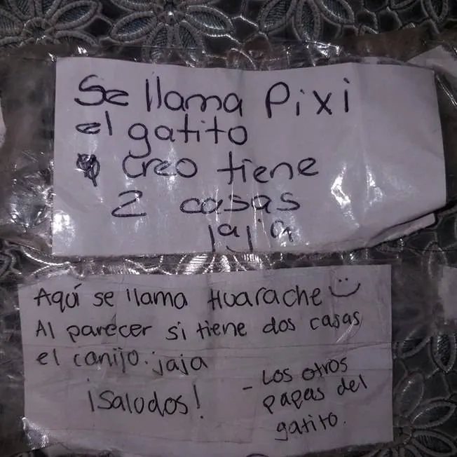Gata com vida dupla é desmascarada pela dona; entenda!