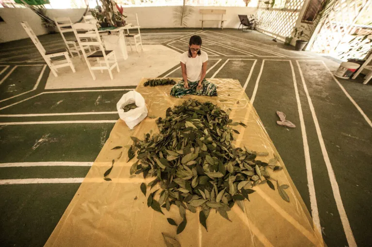 A folha Rainha: a mãe do Daime
