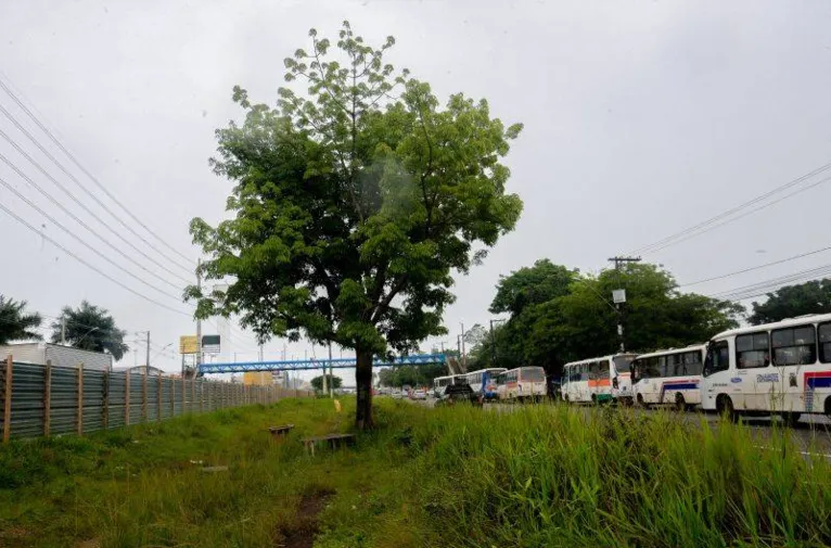 Nova BR vai ganhar 1.500 mudas de plantas de 26 espécies nativas