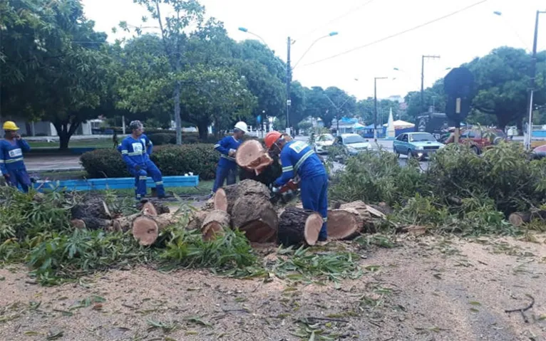 Forte chuva faz árvore centenária cair em Santarém 
