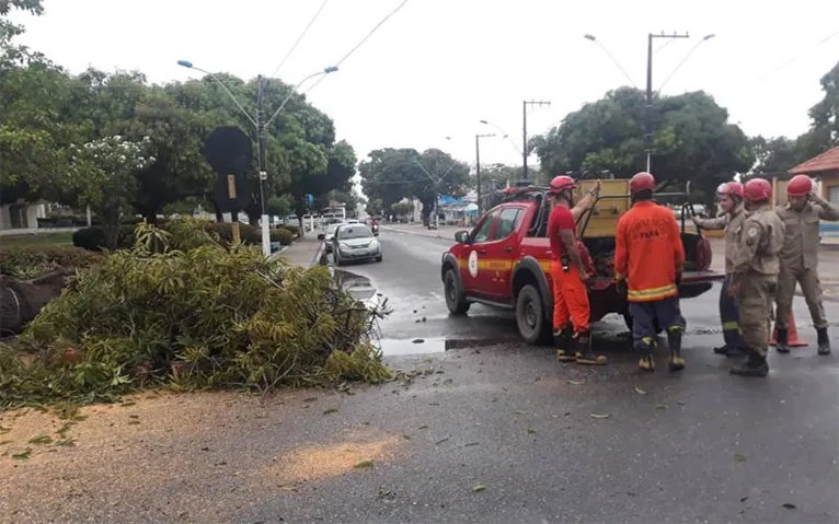 Forte chuva faz árvore centenária cair em Santarém 
