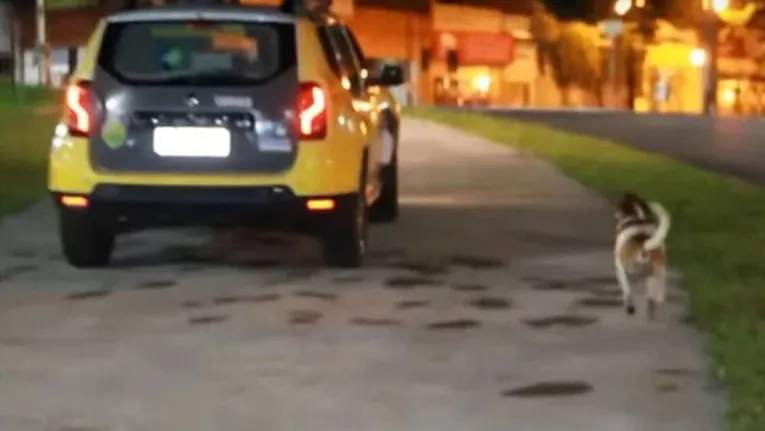 Cão se desespera e chora ao ver dono ser levado pela polícia; veja!