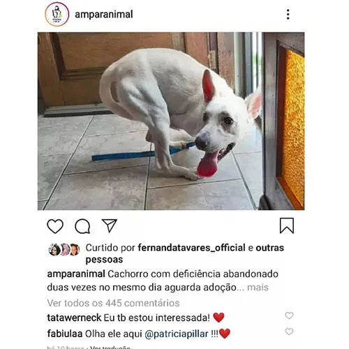 Tatá Werneck quer adotar cão deficiente que foi abandonado duas vezes