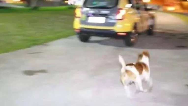 Cão se desespera e chora ao ver dono ser levado pela polícia; veja!