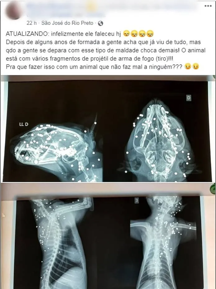 Gato é morto com mais de 100 perfurações de tiro