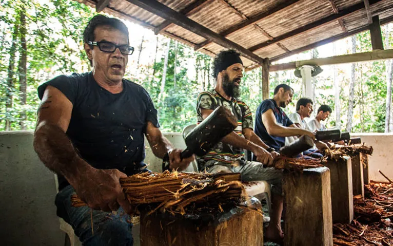 A "bateção" do jagube 