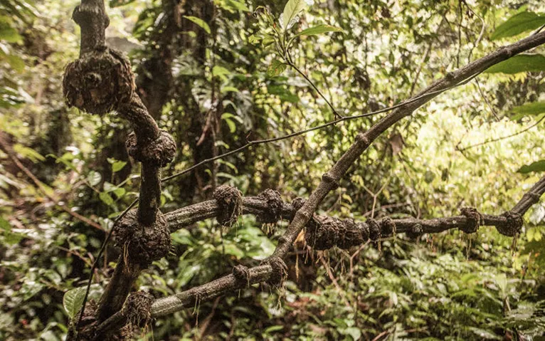 Retrospectiva 2019: relembre a matéria Uma Jornada ao Santo Daime