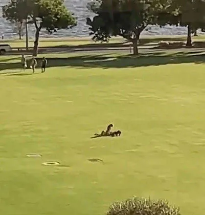 Casal é filmado fazendo sexo em parque até ser interrompido por cachorro