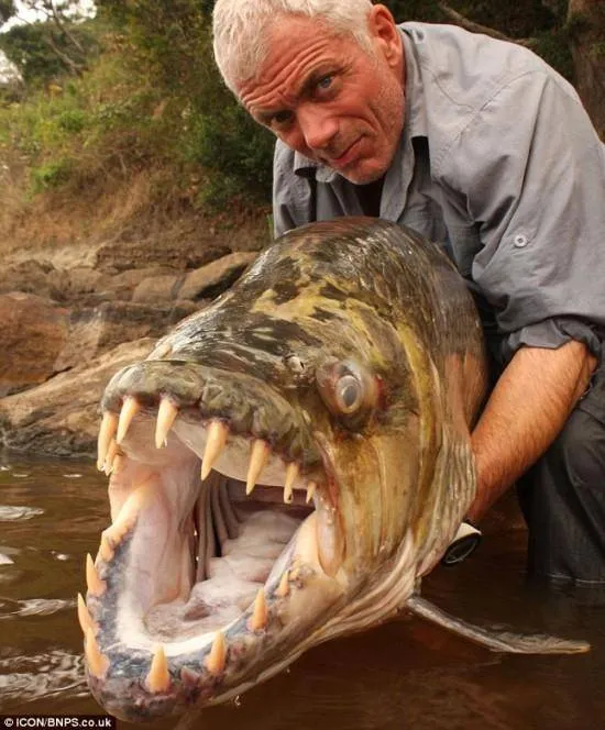 Pescador captura 'Piranha gigante' de 1,5 metro ; veja!