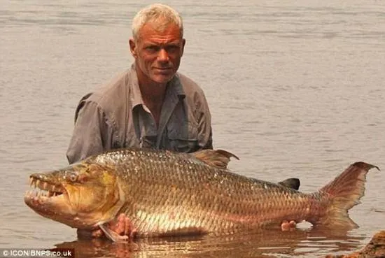 Pescador captura 'Piranha gigante' de 1,5 metro ; veja!
