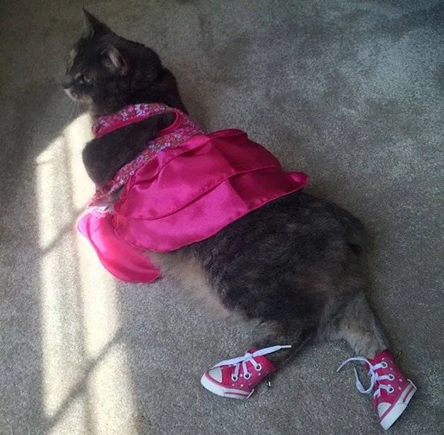  Jovem surpreende ao levar gata de estimação para o baile de formatura