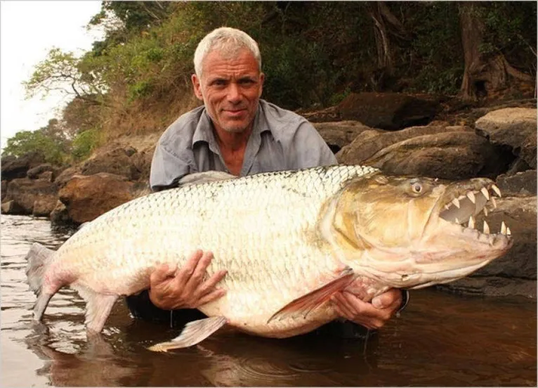 Pescador captura 'Piranha gigante' de 1,5 metro ; veja!