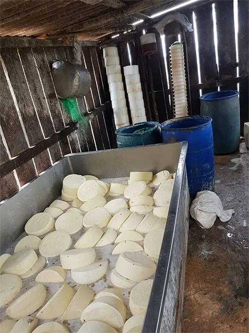 Queijo produzido em meio a fezes e moscas é apreendido no Pará