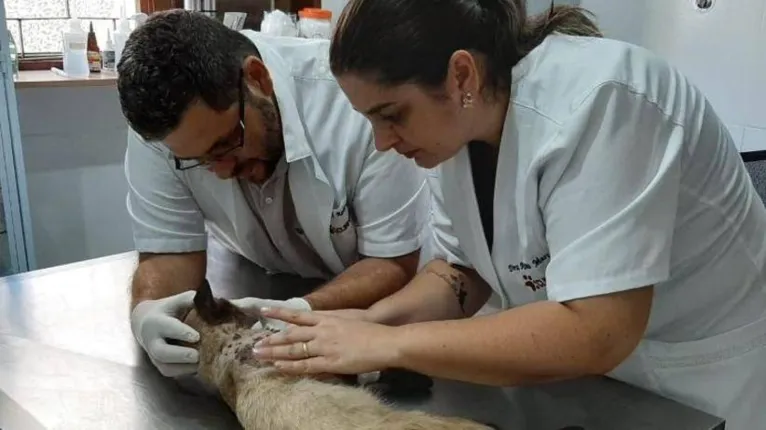 Gato é morto com mais de 100 perfurações de tiro