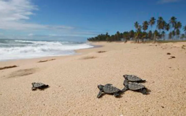 Soltura de filhotes de tartarugas monitorados pelo Projeto Tamar