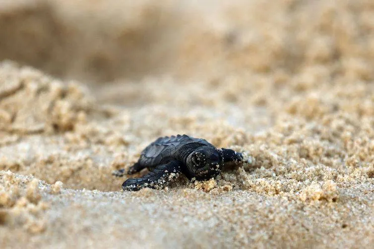 Soltura de filhotes pelo Projeto Tamar comemora marca de 40 milhões de tartarugas marinhas protegidas e devolvidas ao oceano