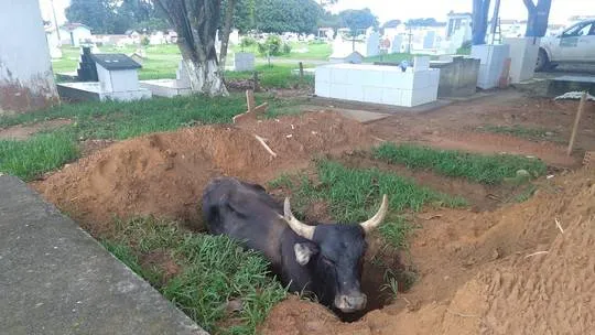Boi é resgatado após cair em cova de cemitério; veja!