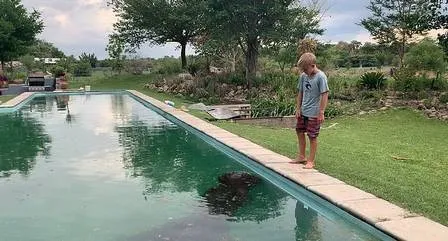 Filho de Brent observa hipopótamo se refrescando.