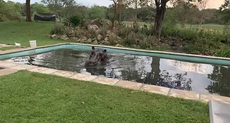 Hipopótamos passou a virada do ano se banhando.