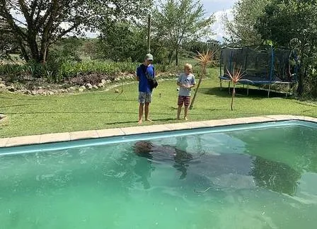 Filho de Brent e amigo observam hipopótamo se refrescando.