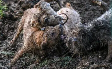 Cães matam 730 ratos gigantes que infestavam fazenda; algumas pesam 1 quilo