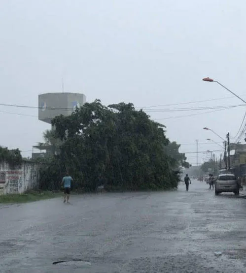 Quatro árvores caem em Belém durante forte chuva, apontam internautas