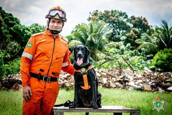 Cachorros que atuaram no resgate em Brumadinho se "aposentam"