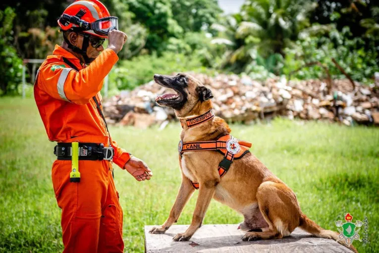 Cachorros que atuaram no resgate em Brumadinho se "aposentam"