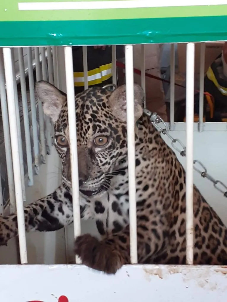 Filhote de onça pintada é resgatado em Cametá; veja! 
