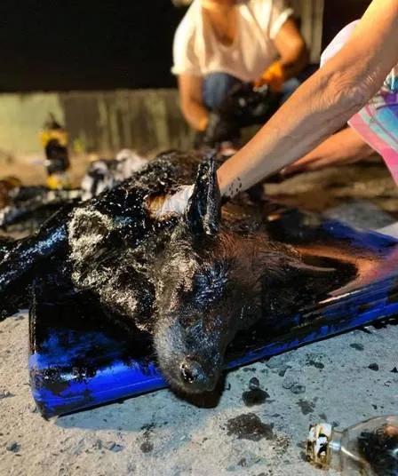 Cão é resgatado com corpo totalmente coberto por piche
