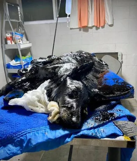 Cão é resgatado com corpo totalmente coberto por piche
