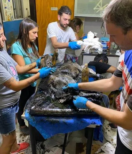 Cão é resgatado com corpo totalmente coberto por piche