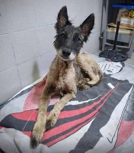 Cão é resgatado com corpo totalmente coberto por piche