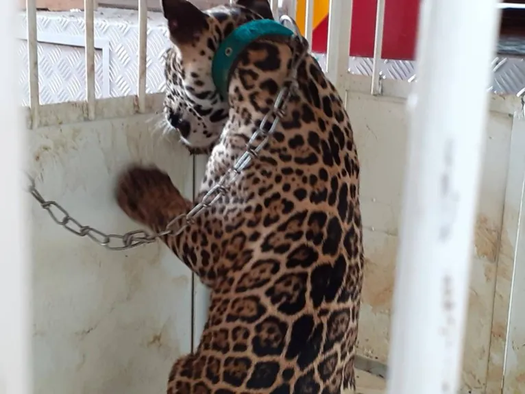 Filhote de onça pintada é resgatado em Cametá; veja! 