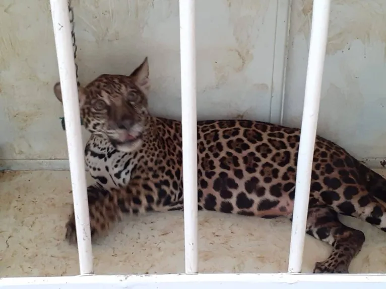 Filhote de onça pintada é resgatado em Cametá; veja! 