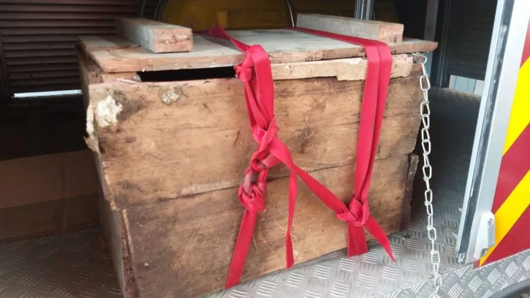 Filhote de onça pintada é resgatado em Cametá; veja! 