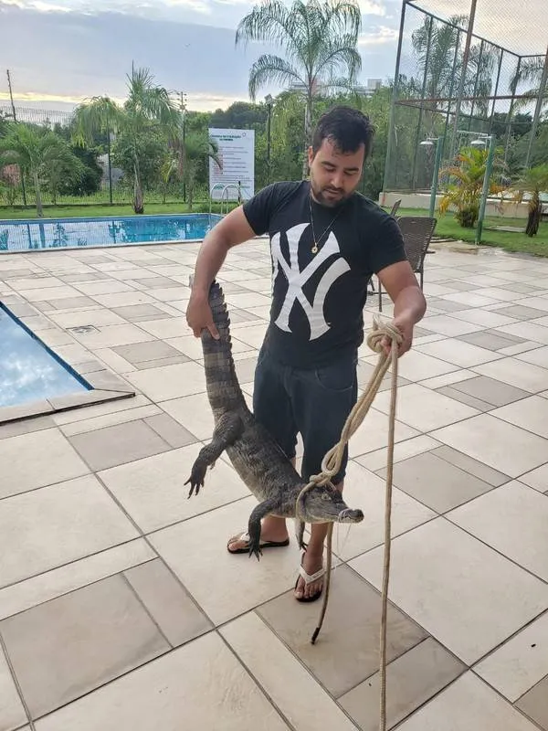 O síndico, Matheus Vilela segura o jacaré que foi encontrado dentro de piscina