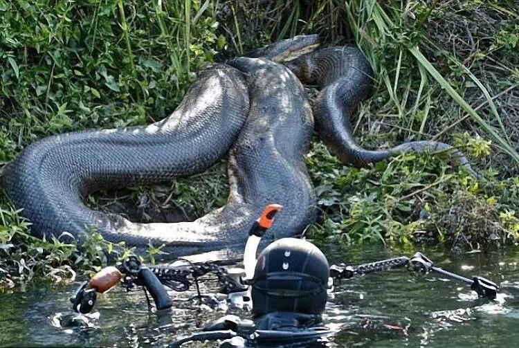 Anaconda gigante é encontrada na Amazônia. Veja o vídeo!