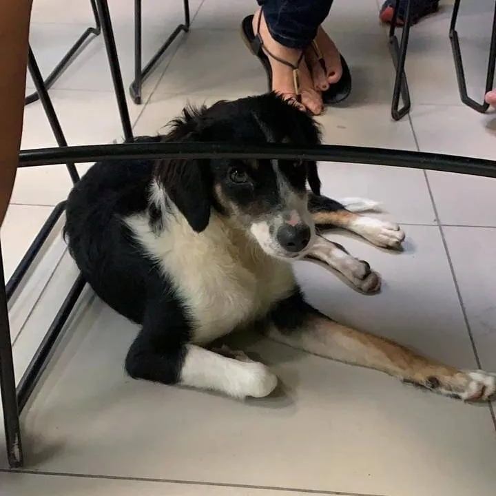 Lady foi abandonada na porta do PSM da 14 na noite desta quinta-feira (12), em Belém.