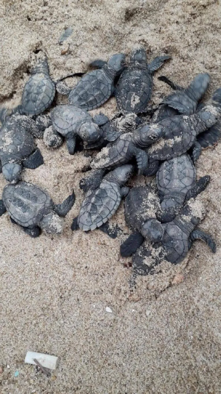 Com praias vazias, tartarugas nascem sem espectadores durante pandemia
