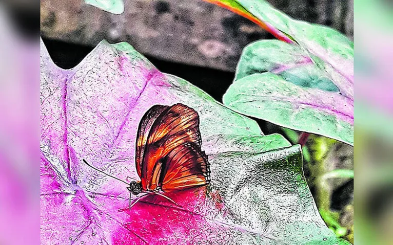 Mostra reúne fotografias realizadas apenas a partir de telefones