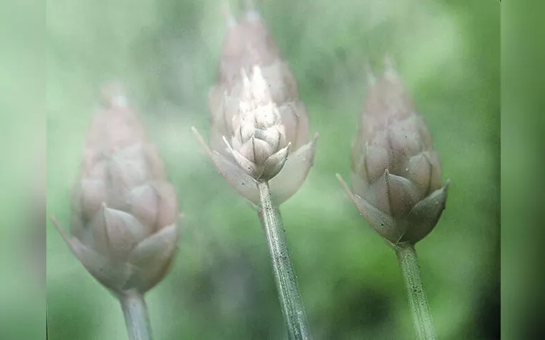 Mostra reúne fotografias realizadas apenas a partir de telefones