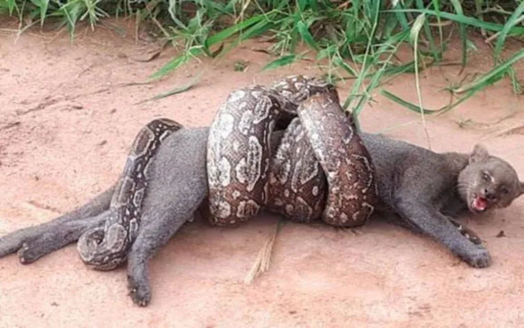 Gato selvagem é salvo após luta assustadora com cobra mortal; veja o vídeo
