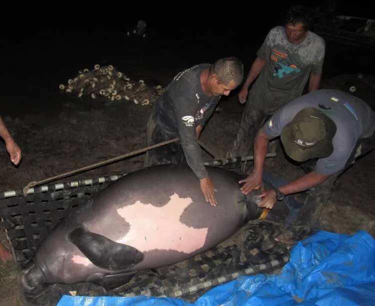 Peixe-boi grávida é reabilitada e liberada nos rios da Amazônia; veja fotos!
