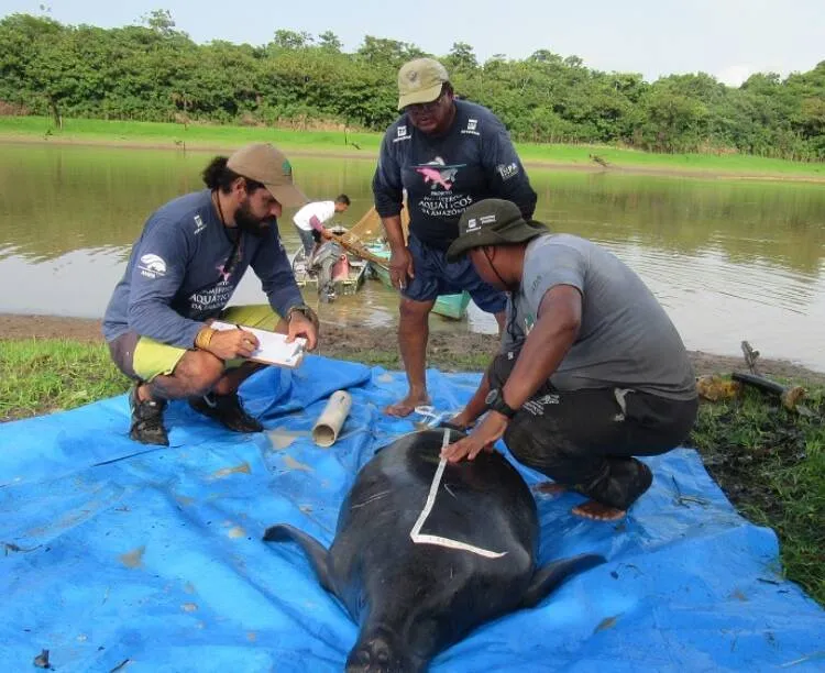 Peixe-boi grávida é reabilitada e liberada nos rios da Amazônia; veja fotos!