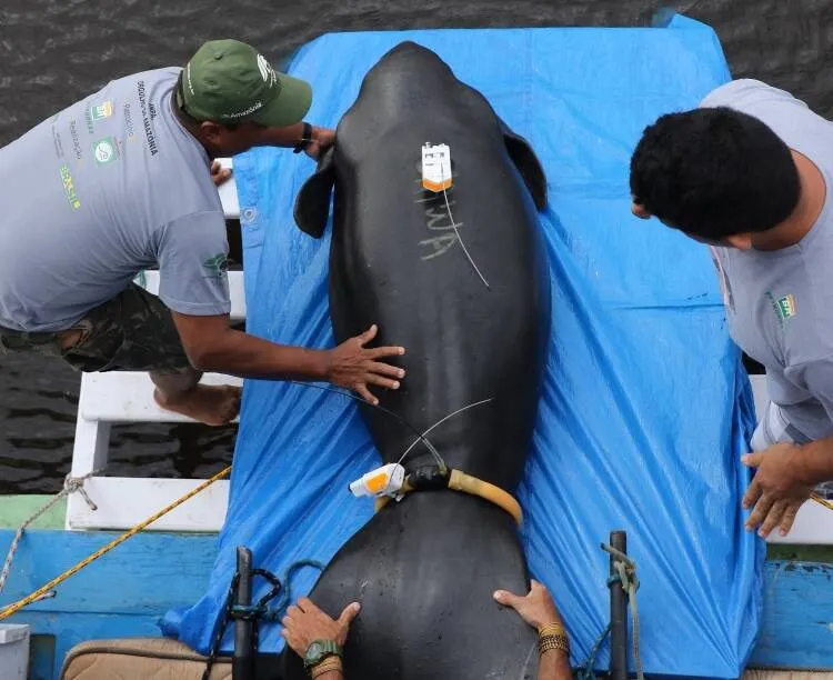 Peixe-boi grávida é reabilitada e liberada nos rios da Amazônia; veja fotos!