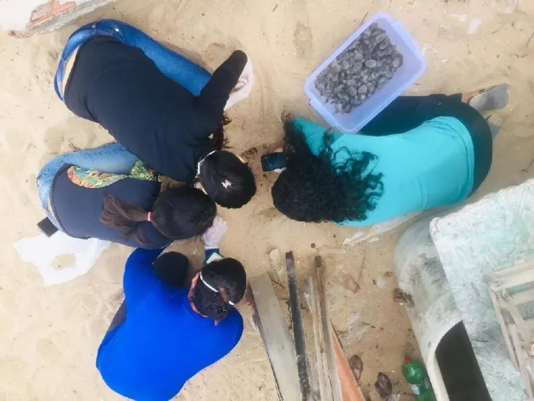 Com praias vazias, tartarugas nascem sem espectadores durante pandemia