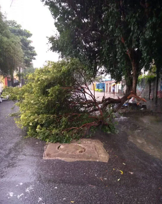 Árvore cai no centro de Belém e deixa trânsito complicado