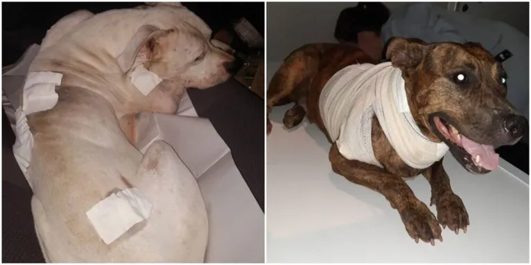 Imagens fortes! Pit bulls são brutalmente esfaqueados em praia; veja o vídeo!