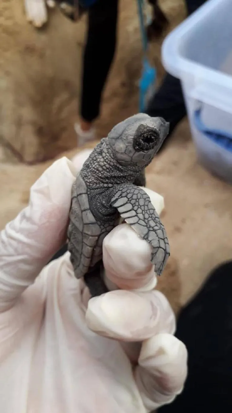 Com praias vazias, tartarugas nascem sem espectadores durante pandemia
